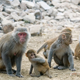 Illustration for article titled How Do You Turn A Monkey Into A Therapist?